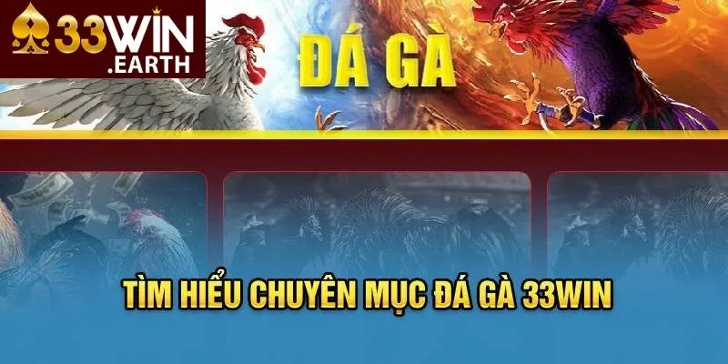 Đá Gà 33win 1 Tổng quát thông tin về đá gà 33win