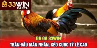 Đá Gà 33win 3 Những điều các cược thủ cần lưu ý khi tham gia chơi đá gà 33win